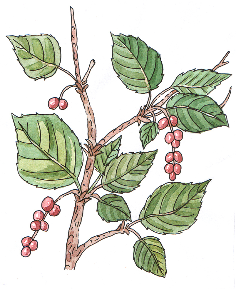 Лимонник